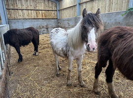 Three cracking fillies
