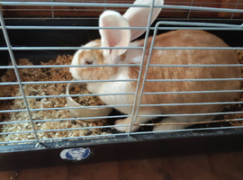 Adults continental giant rabbits females