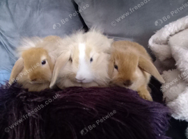 Baby mini lion lop bucks ready now