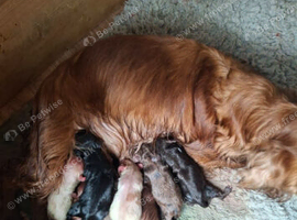 Litter of cocker spaniels