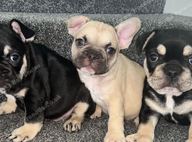 French bulldog puppies