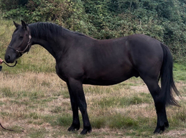 Part bred Friesian sports horse gelding