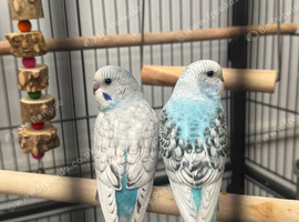 8 Weeks old- &pound;14 each or &pound;12 if you take more