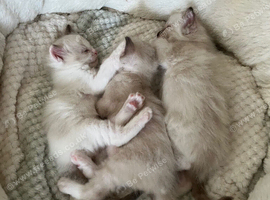 3 beautiful full ragdoll kittens