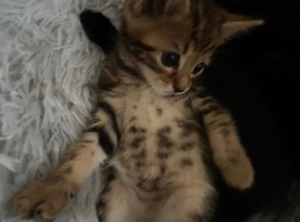 Gorgeous kittens 2 girls 2 boys