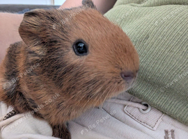 Male guinea pig - 4 weeks old,