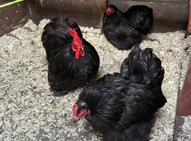 Pekin bantam pairs and trios