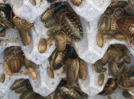 small starter colony of Dubia