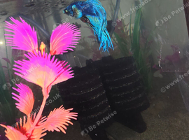 Male betta