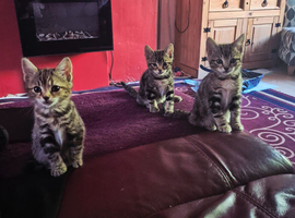 Kittens for sale &pound;80