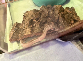 &ldquo;Banjo&rdquo;, Baby pewter/Motley/anery Male cornsnake