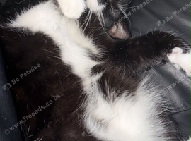 9 month old female kitten for sale.