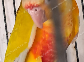 Sun Cheeks Conures