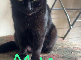 1 male kitten left