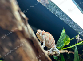 Chameleon