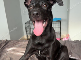 7 month old Belgian Malinois mixed staffy