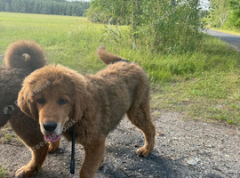 Tibetan mastiff puppy