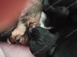 Pomarainan n Papillon.... lovely teddy bear pomarainan/Papillon=paparainian
