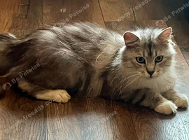 Pure Maine Coon Female