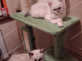 GCCF registered Ragdoll kittens