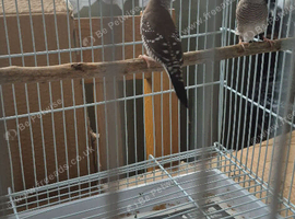 Pair of cherry finches