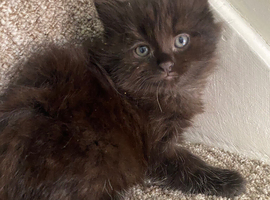 Female kittens