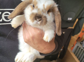 Gorgeous baby bunny