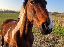 Barney - 15.1hh, 15-year-old ISH Gelding | Fun, Forward All-Rounder