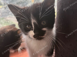 Kittens