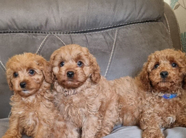 Cavapoo puppies