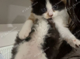 calico cat for sale