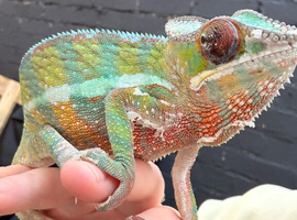 Panther Chameleon