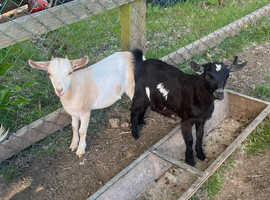 Beautiful Pygmy x Goats