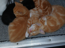 Lovely kittens for sale