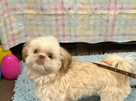 Female imperial shihtzu