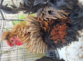 Beautiful pair of frizzle male and normal hen