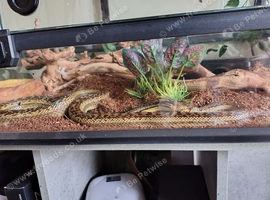 Bull snake and tank