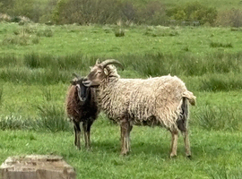 6 x soay sheep mixed