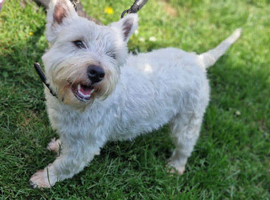 West Highland Terrier Stud Available