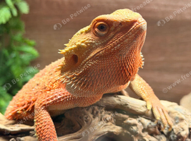 hypo red citrus male