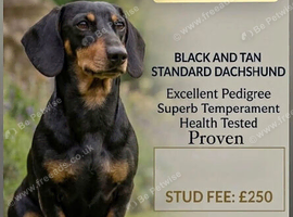 Dachshund STUD
