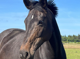 Gorgeous Sir Donnerhall broodmare