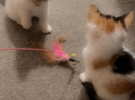 Kittens