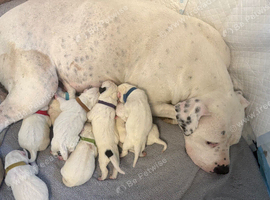4 puppies left to find their forever homes out of a litter of ten