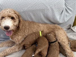 Fabulous Healthy Australian Labradoodle Puppies