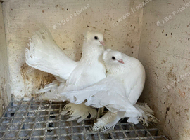 Russian rostov pigeons