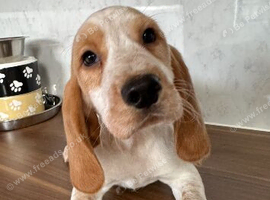 Beaglier puppies 3 LEFT