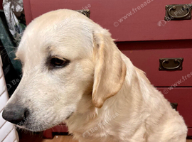 Male golden retriever 7 months
