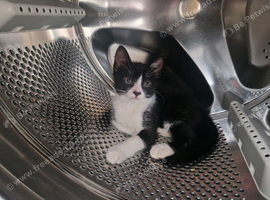2 lovely male kittens left
