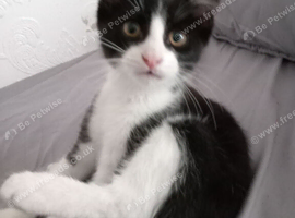 Kittens for sale